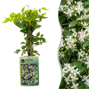 Clematis vitalba - Bosrank - Wit - Klimplant - Ø9cm - ↕35cm