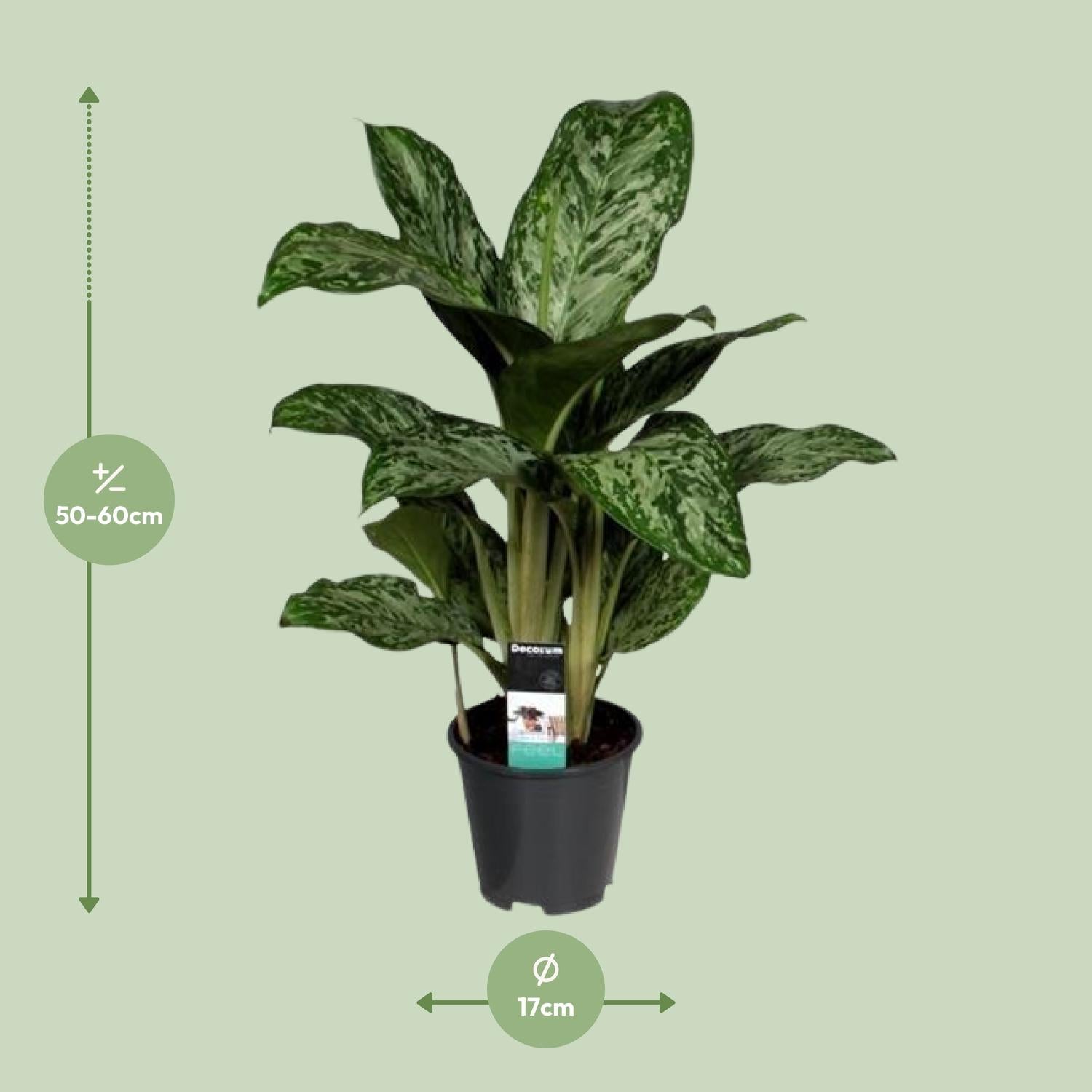 Aglaonema Luz Verde (Decorum) - Ø17cm - ↕60cm