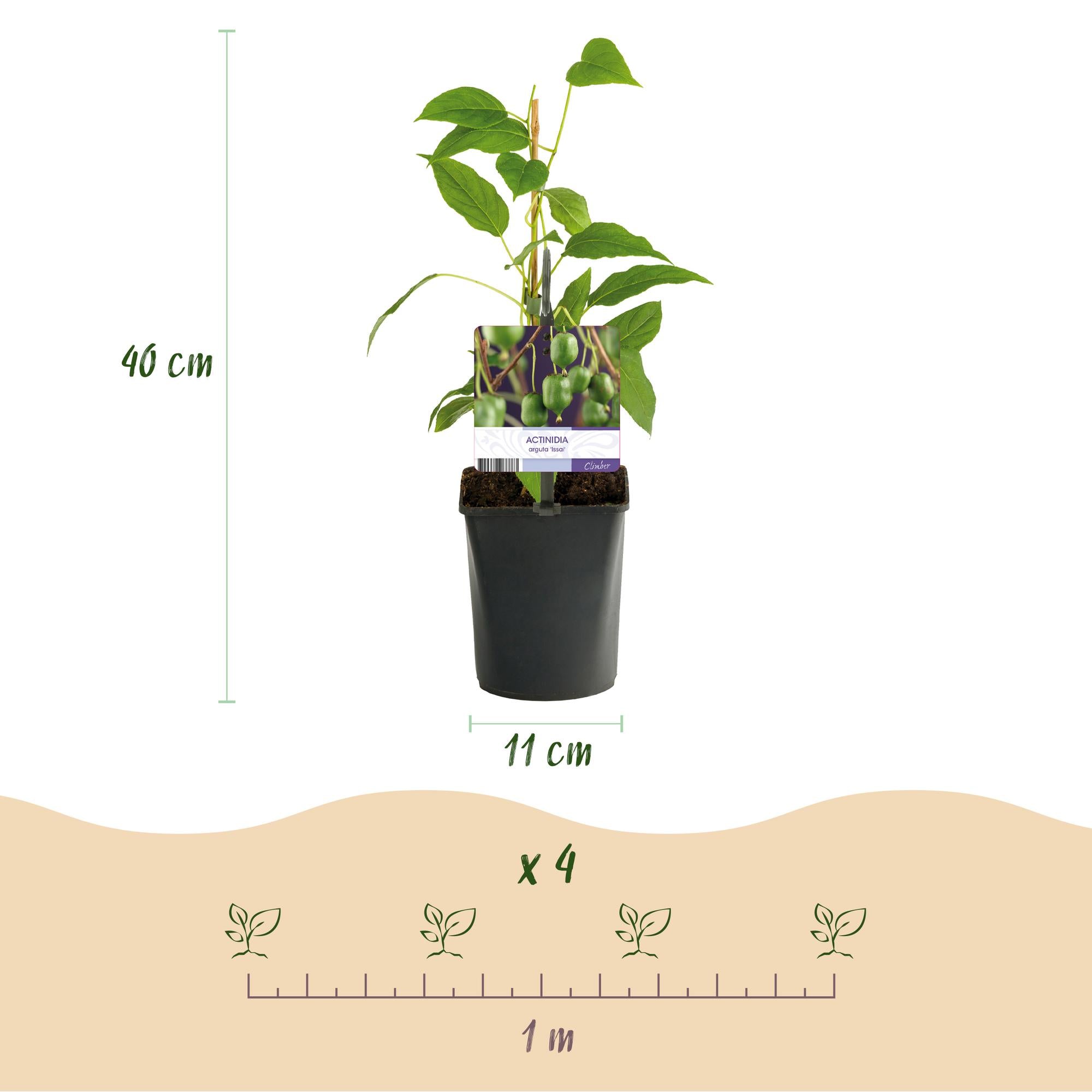 Kiwi - Actinidia arguta Issai - Groene Vrucht - 2 planten -  Pot 11cm Hoogte 40cm