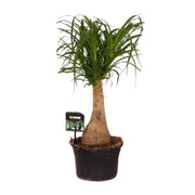 Beaucarnea Nolina - Ø19 ↕60
