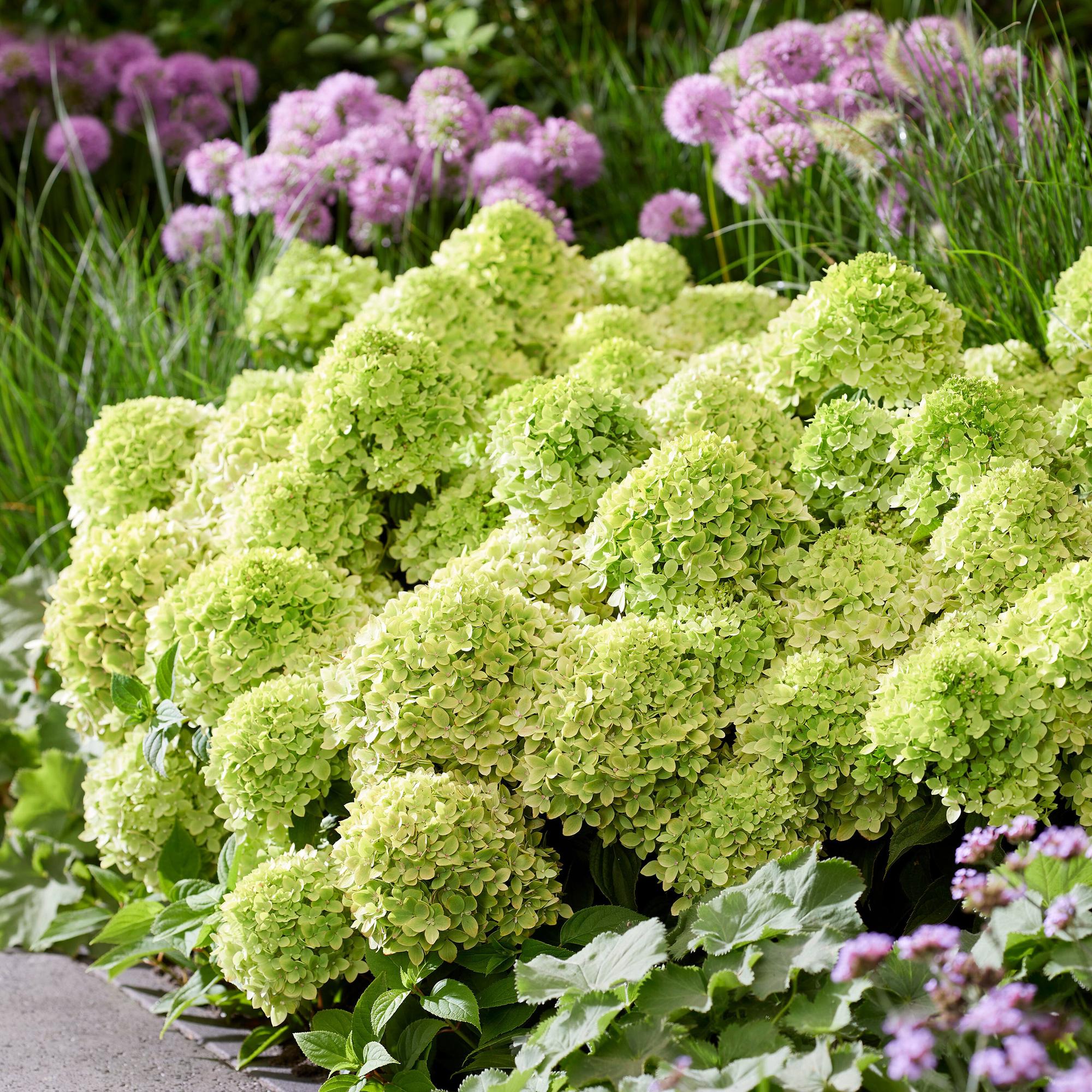 Hydrangea panniculata Groundbreaker Greeny - Pluimhortensia - Winterhard - Creme - 1 Plant - Pot 14cm -Hoogte 20-25cm