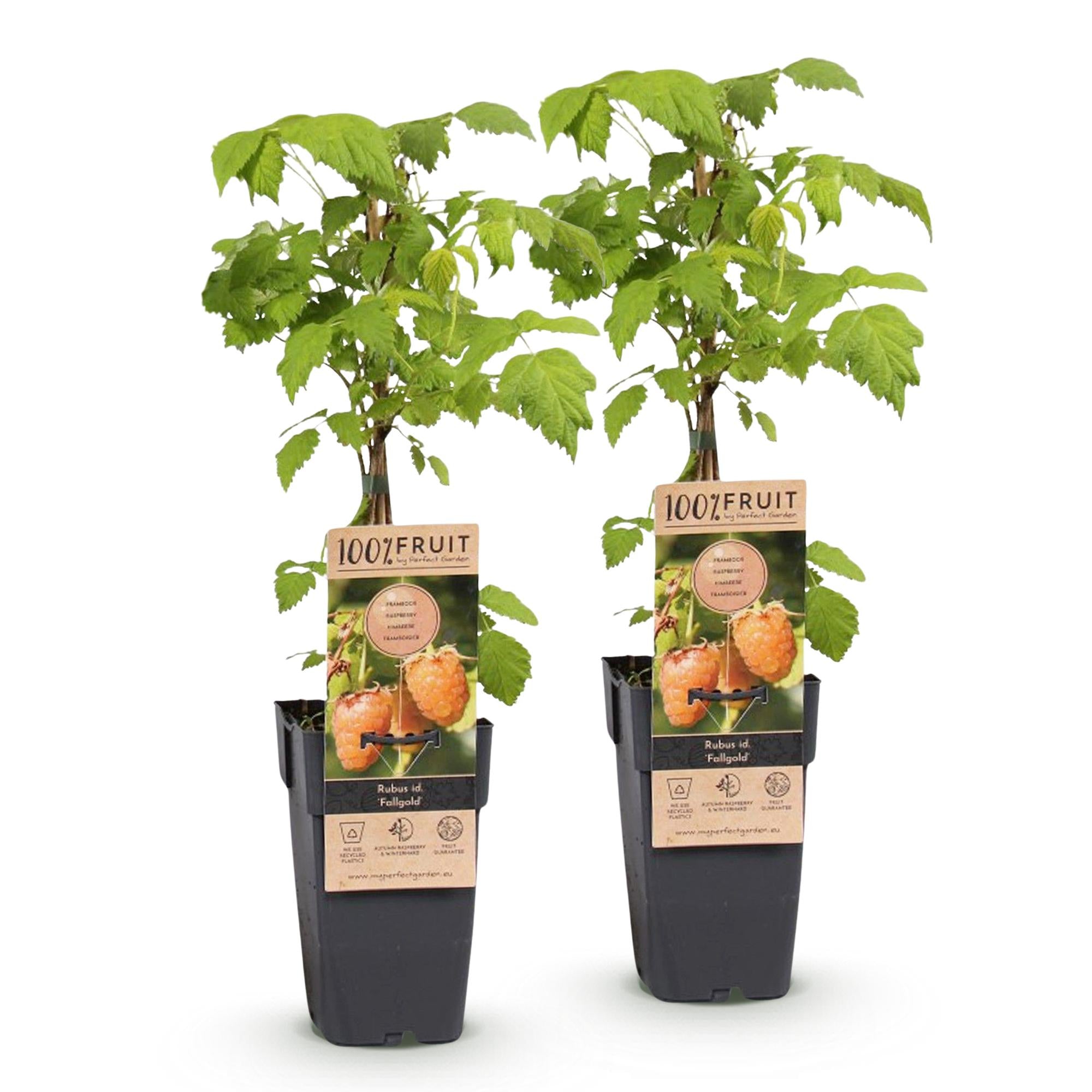 Rubus idaeus Fallgold - Frambozenplant - Winterhard - Gele Framboos - 2 Planten - Pot 15cm - Hoogte 50cm