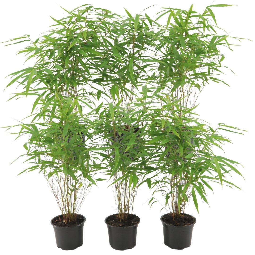 6x Fargesia Rufa Ø13 cm - ↕25 cm Bambú
