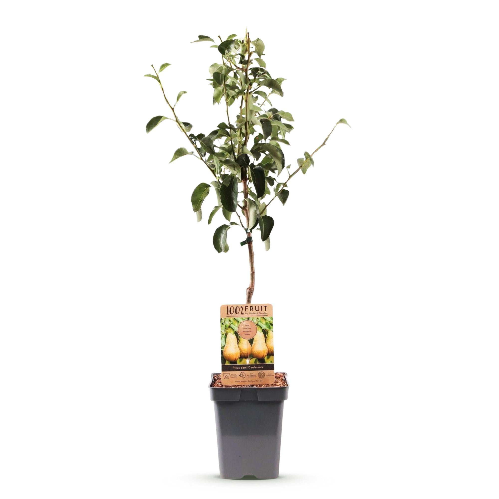 Perenboom - Pyrus communis Conference  - Gele Peer - Pot 21cm Hoogte 90cm