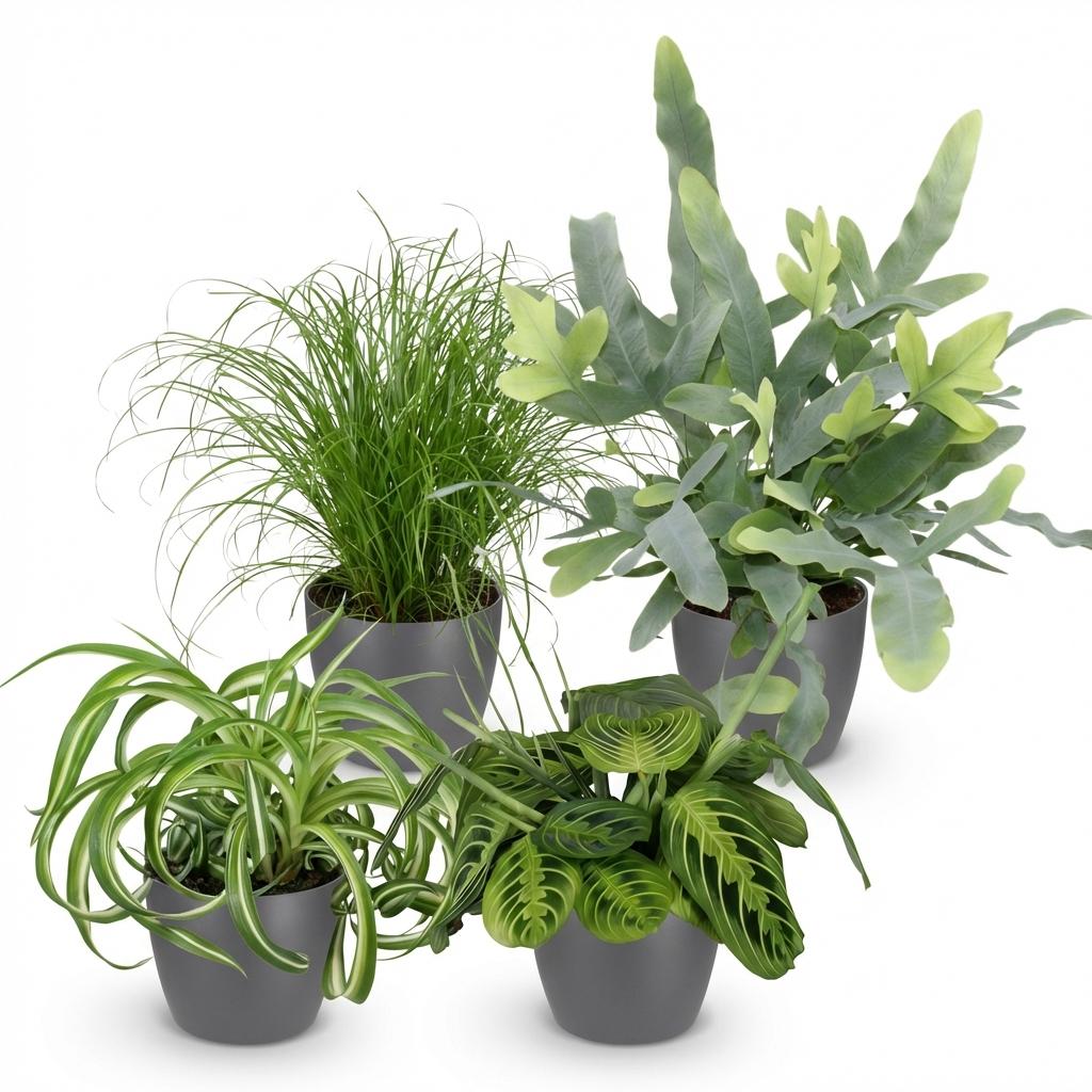 Plantenbox - Chlorophytum - Cyperus - Phlebodium - Marantha - 4 Planten - met Potter Grijs - Pot 12cm - Hoogte 25cm