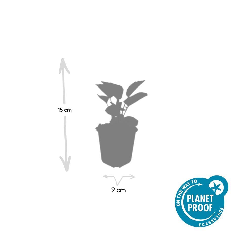 48x Echinacea p. 'Magnus' - ↕10-25cm - Ø9cm