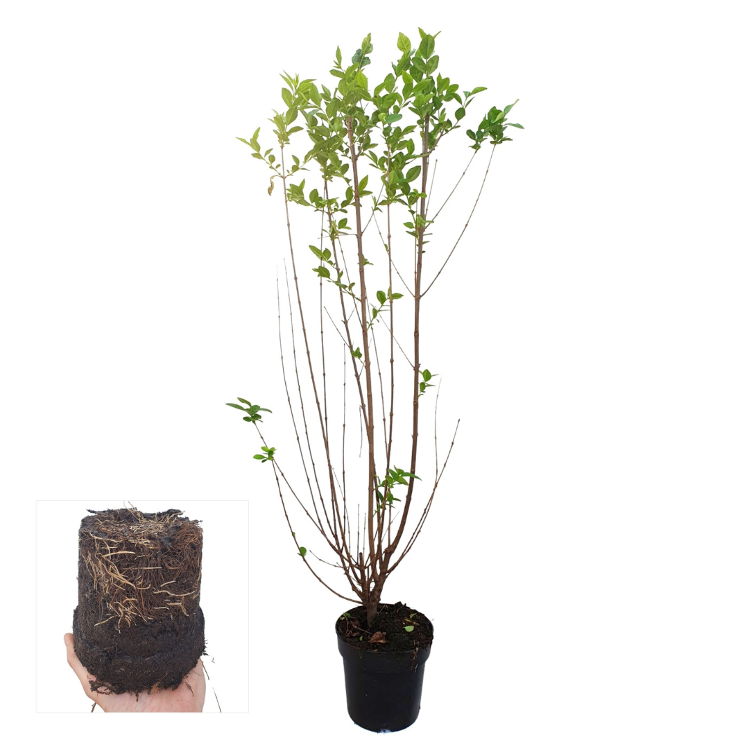 Ligustrum Ovalifolium ↕ 60-80 - Ø 19cm - 50x | Mini Pallet