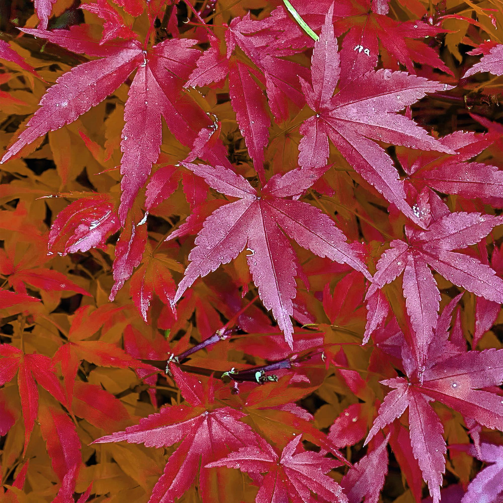 Japanse Esdoorn - Acer palmatum Pink Dwarf - Roze - 1 Plant - Bladverliezend - Pot 19cm Hoogte 70cm