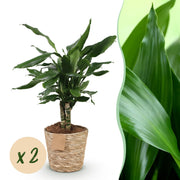 Dracaena fragrans Steudneri - Drakenbloedboom - Weinig onderhoud - met mand - Groen - 2 Planten - Pot 17cm - Hoogte 50-55cm
