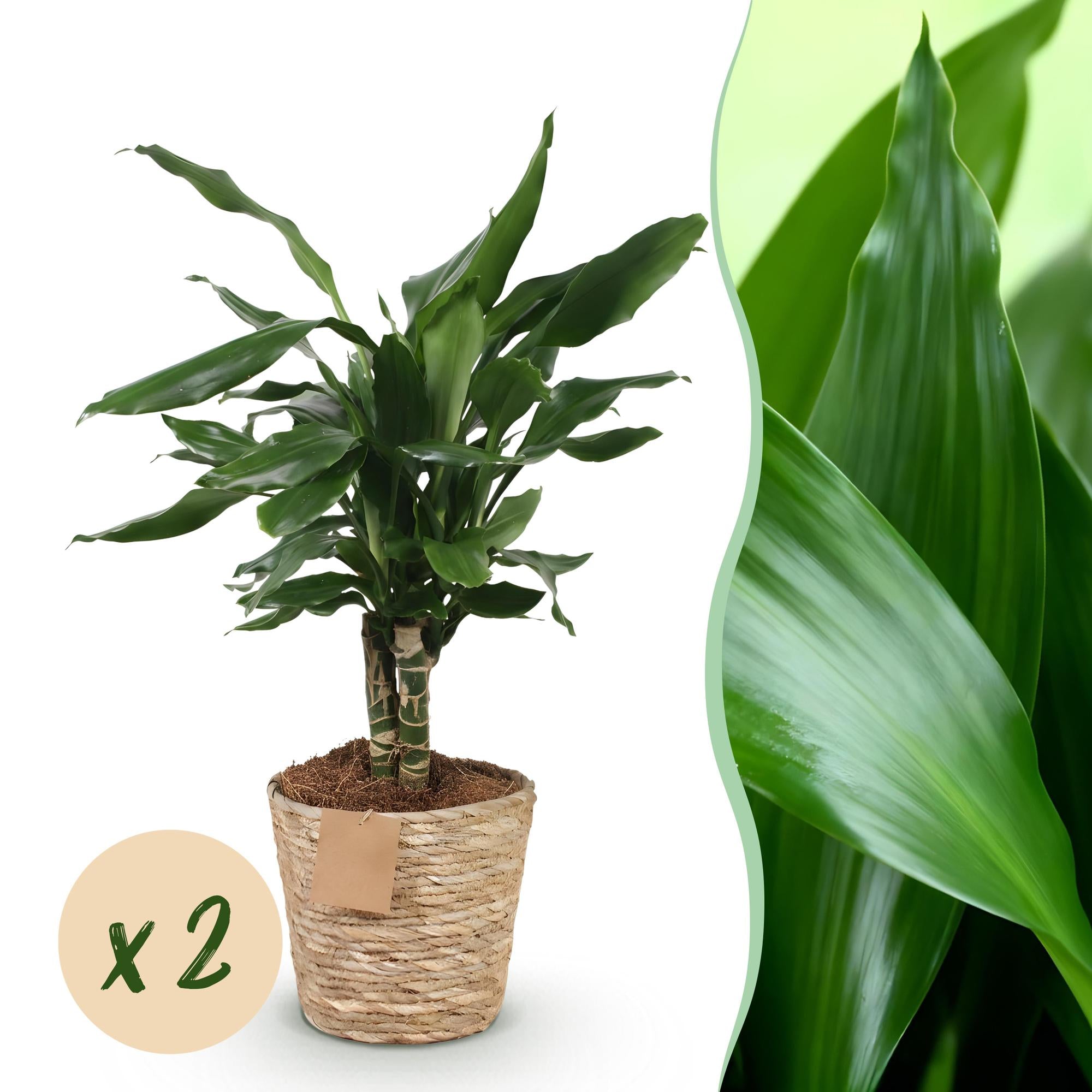 Dracaena fragrans Steudneri - Drakenbloedboom - Weinig onderhoud - met mand - Groen - 2 Planten - Pot 17cm - Hoogte 50-55cm