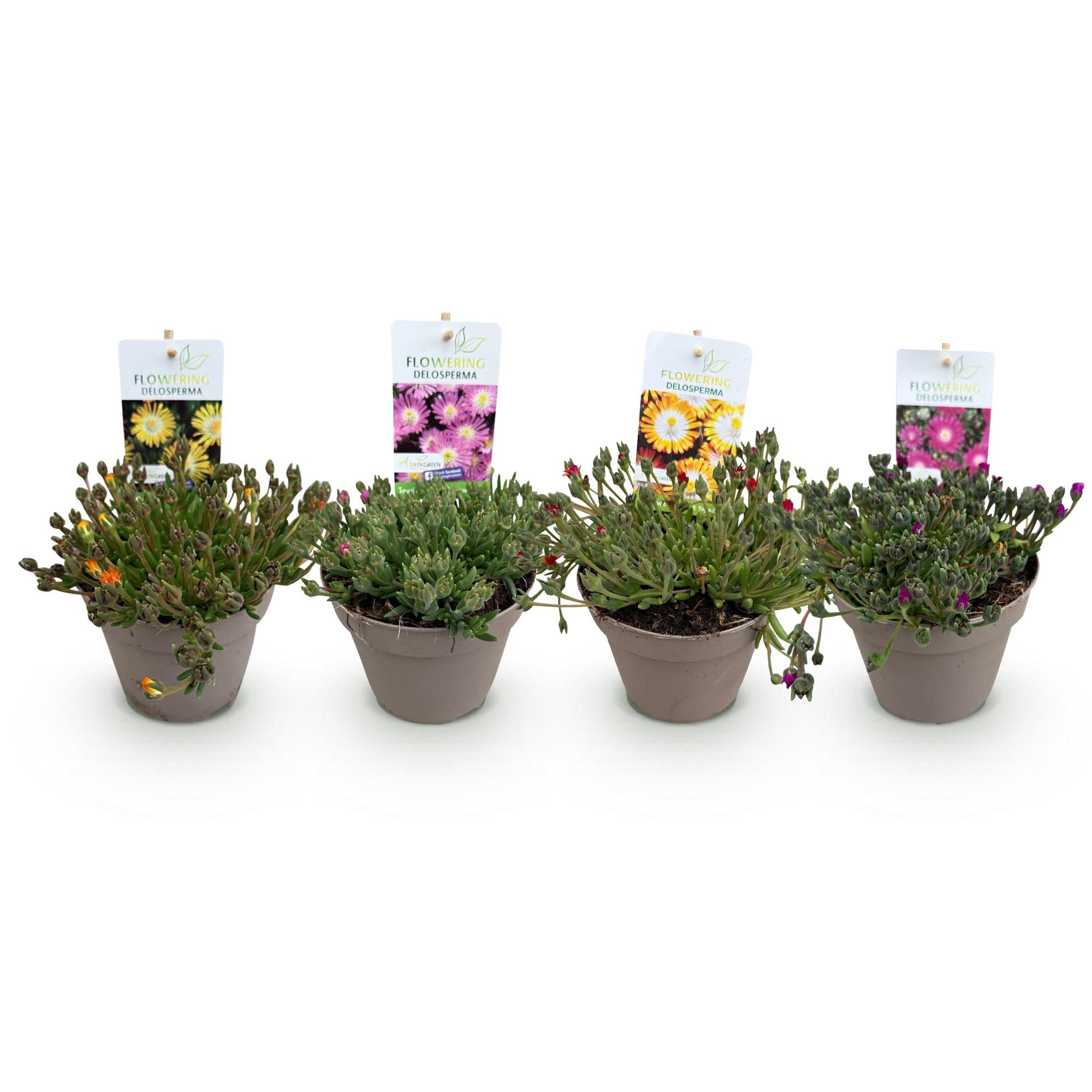 Green boutiQ - Coprisuolo - Resistente all'inverno - Delosperma Jewel of Dessert - 4 piante - Colori: rosso, arancione, viola, rosa - Bassa manutenzione - Vaso 14, altezza 17