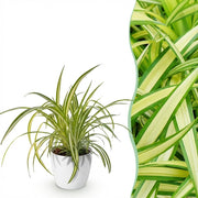 Chlorophytum comosum Variegatum - Bonte Graslelie - met Potter Wit - Pot 12cm - Hoogte 20cm