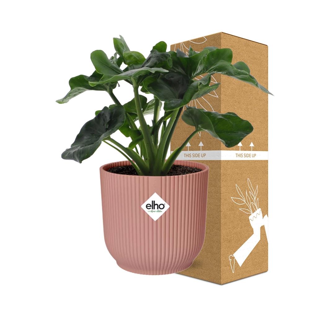 Philodendron Atom in ELHO Vibes Fold 14cm pink