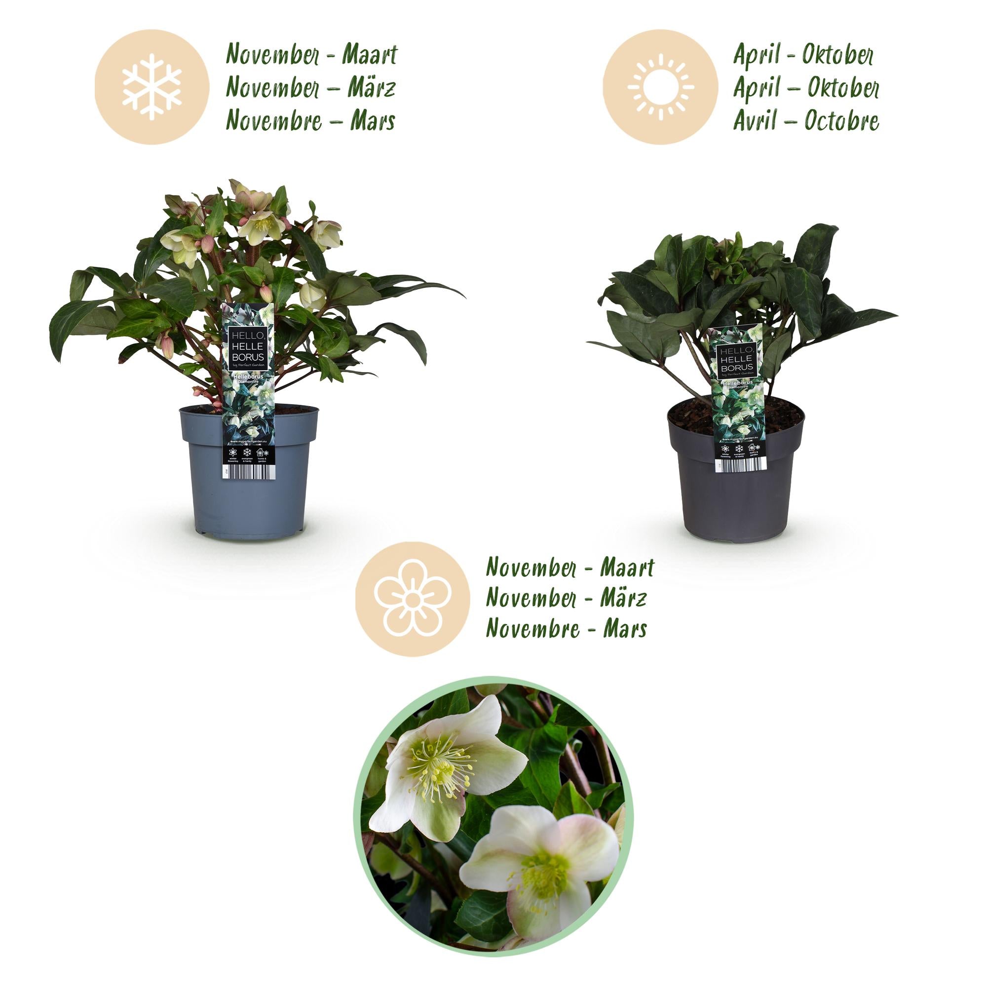 Lenten Rose - Helleborus Diamfire - Groene Bloem - Groenblijvend - Pot 19cm Hoogte 40cm
