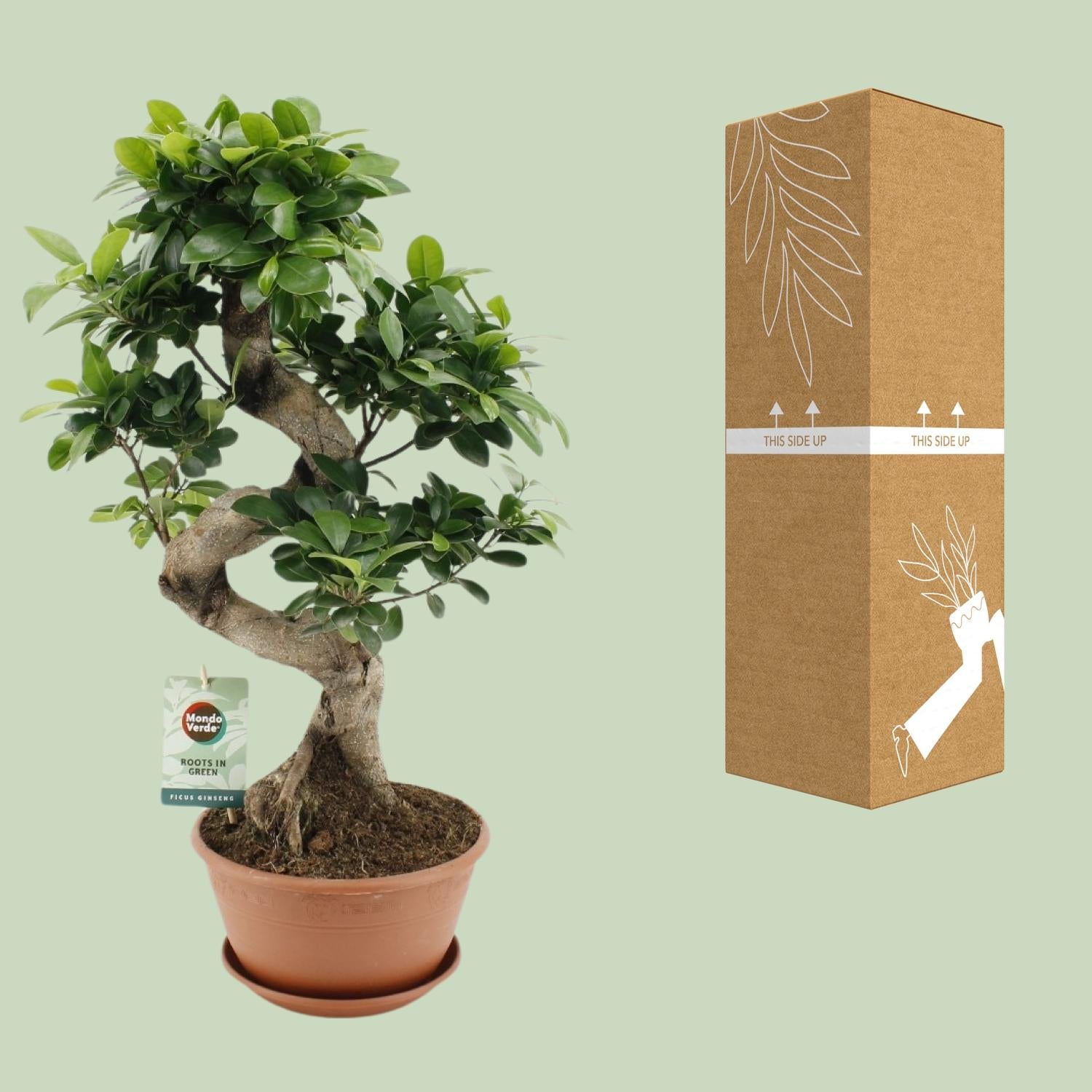 Ficus Ginseng - Ø22 cm - ↕60 cm