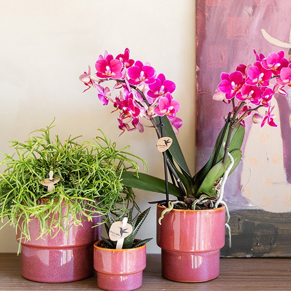 Kolibri Home | Timeless sierpot - Roze - Ø6 cm