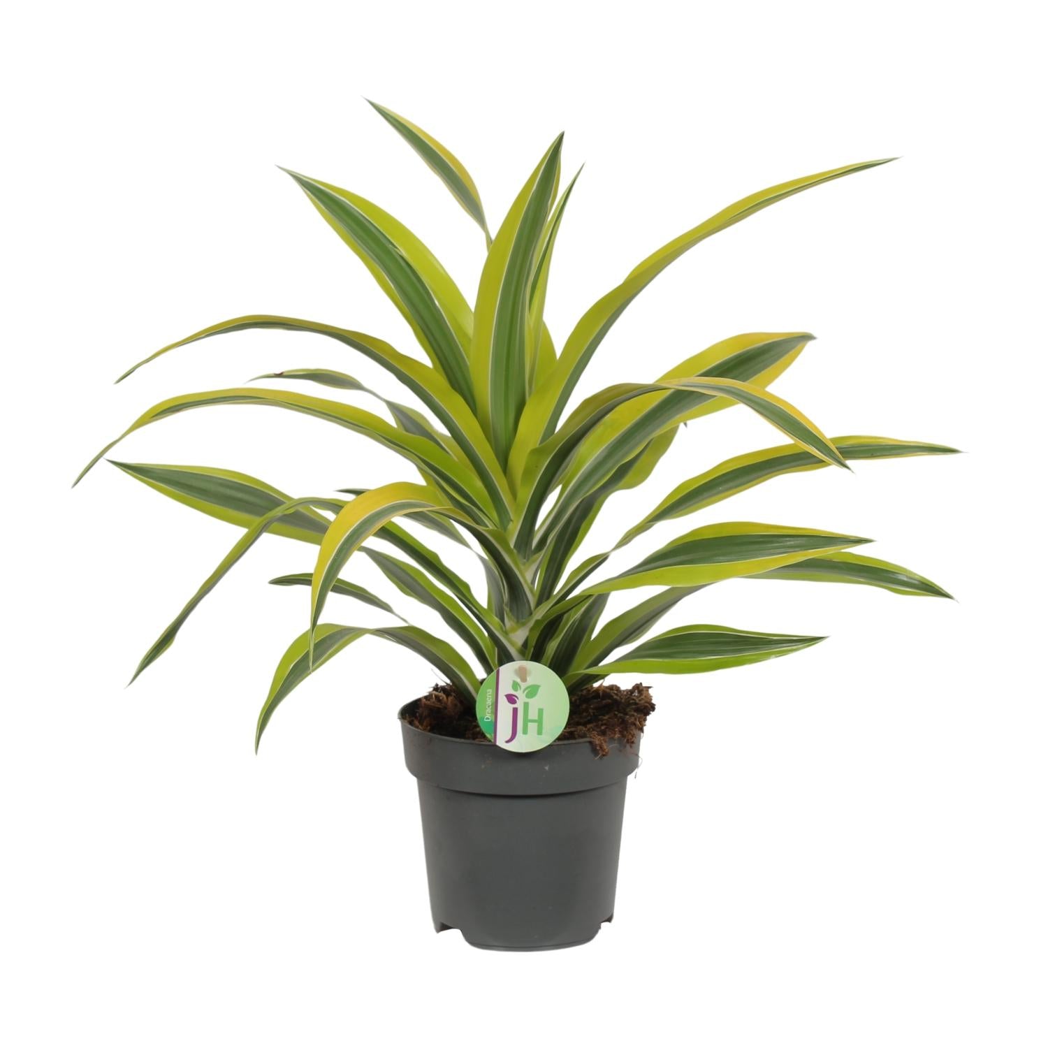 Dracaena Fragrans Citron Lime - Ø17cm - ↕40cm