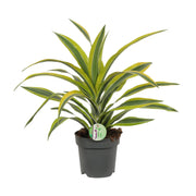 Dracaena Fragrans Citron Lime - Ø17cm - ↕40cm