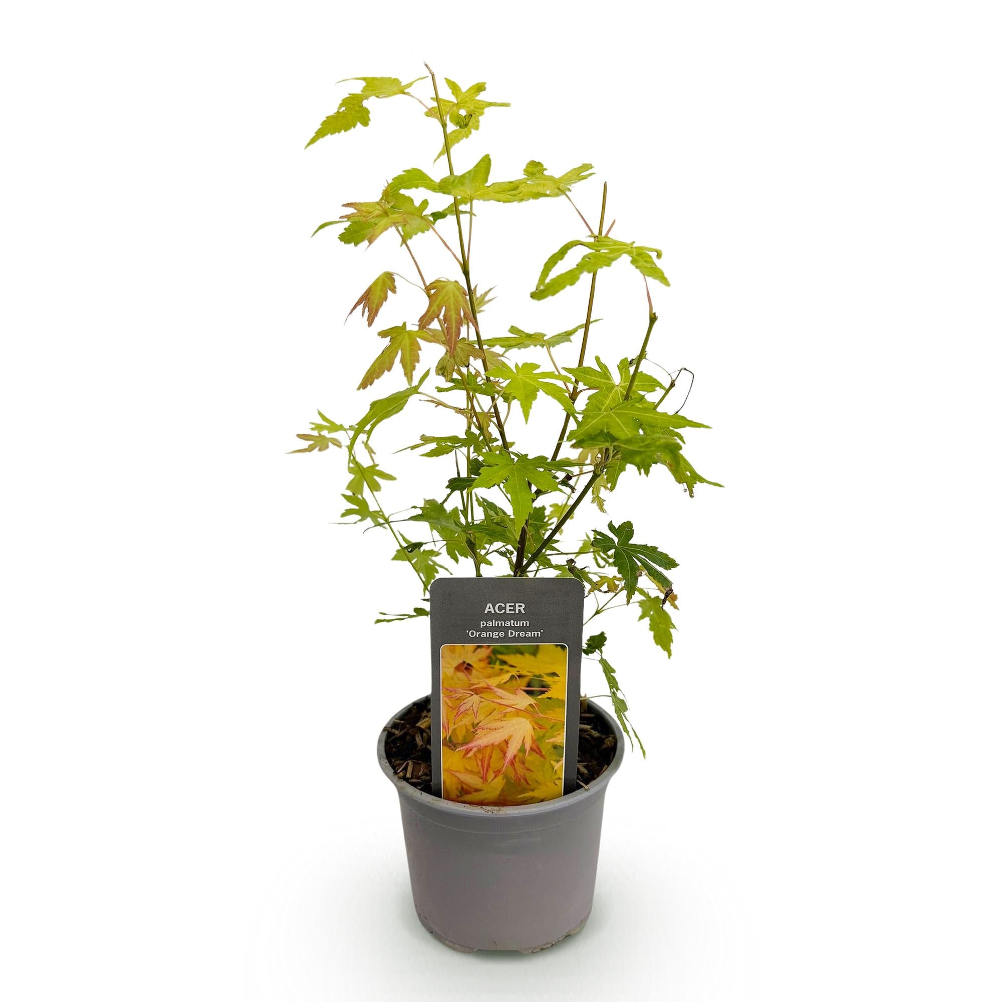 Acer palmatum Orange Dream - Oranje - 1 Plant - Bladverliezend - Weinig Onderhoud - Pot 12cm Hoogte 35cm