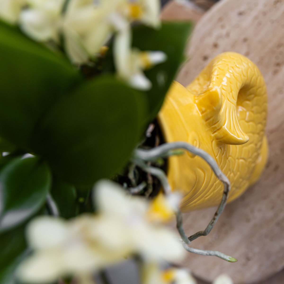 Kolibri Company | Coffret cadeau Coucher de soleil méditerranéen | Ensemble de plantes comprenant une orchidée Phalaenopsis blanche Lausanne et des succulentes, avec pots décoratifs en céramique