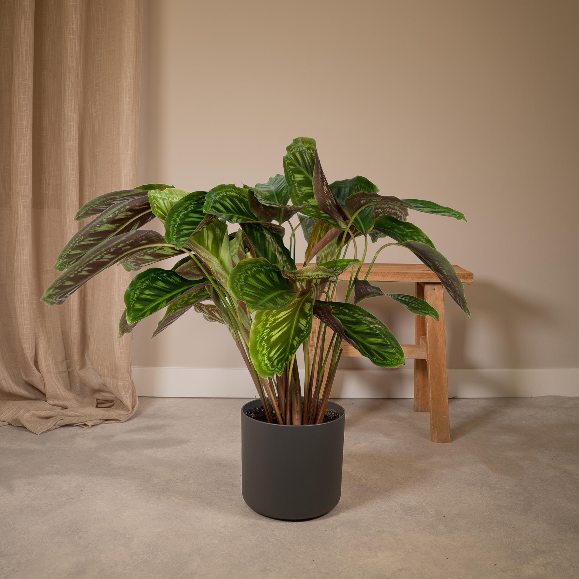 Calathea Flamestar – Pfauenblume – Ø 19 cm – ↕ 75 cm