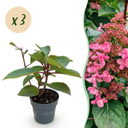Hydrangea panniculata Living Infinity - Pluimhortensia - Winterhard - Wit - 3 Planten - Pot 12cm - Hoogte Hoogte 20-30cm
