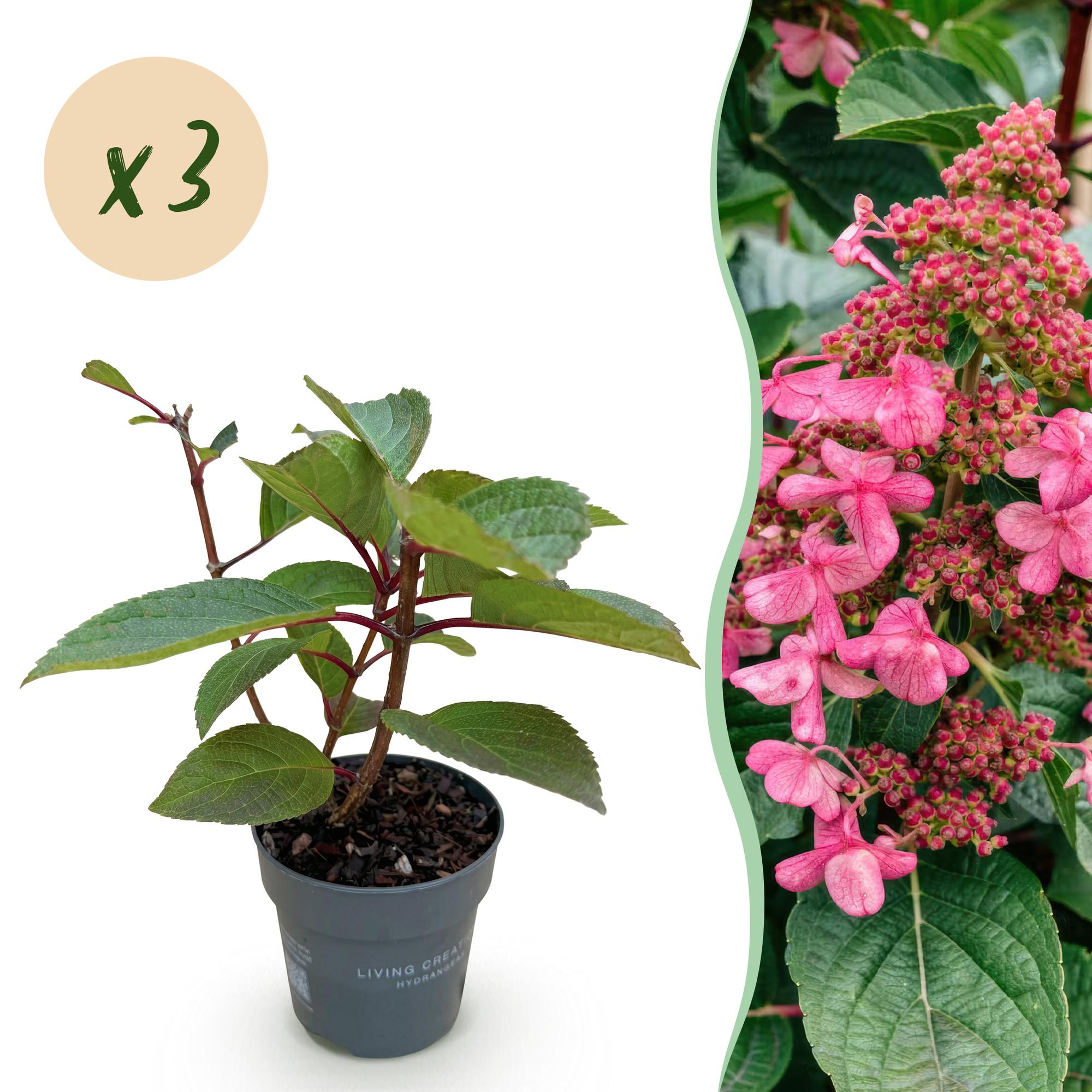 Hydrangea panniculata Living Infinity - Pluimhortensia - Winterhard - Wit - 3 Planten - Pot 12cm - Hoogte Hoogte 20-30cm
