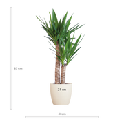 Yucca Elephantipes met Viber wit - 90cm - Ø21