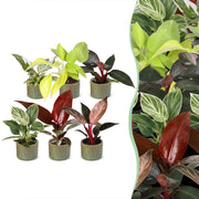 Baby Philodendron Family 6x - Wit - Roze - Geel - Groen - Rood - Tropisch - incl. Linnea Olive - Ø6cm - ↕10-15cm
