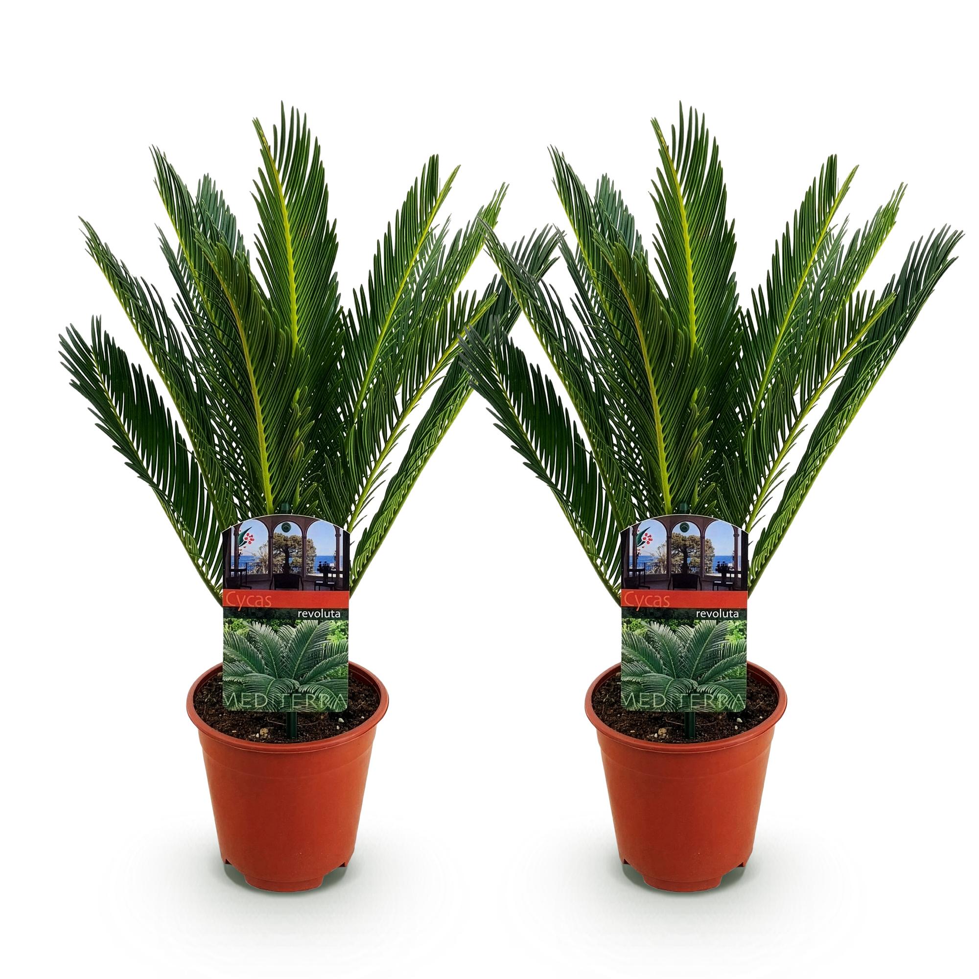 Cycas revoluta - Palmvaren - Weinig onderhoud - Groen - 2 - Pot 14cm - Hoogte 45cm