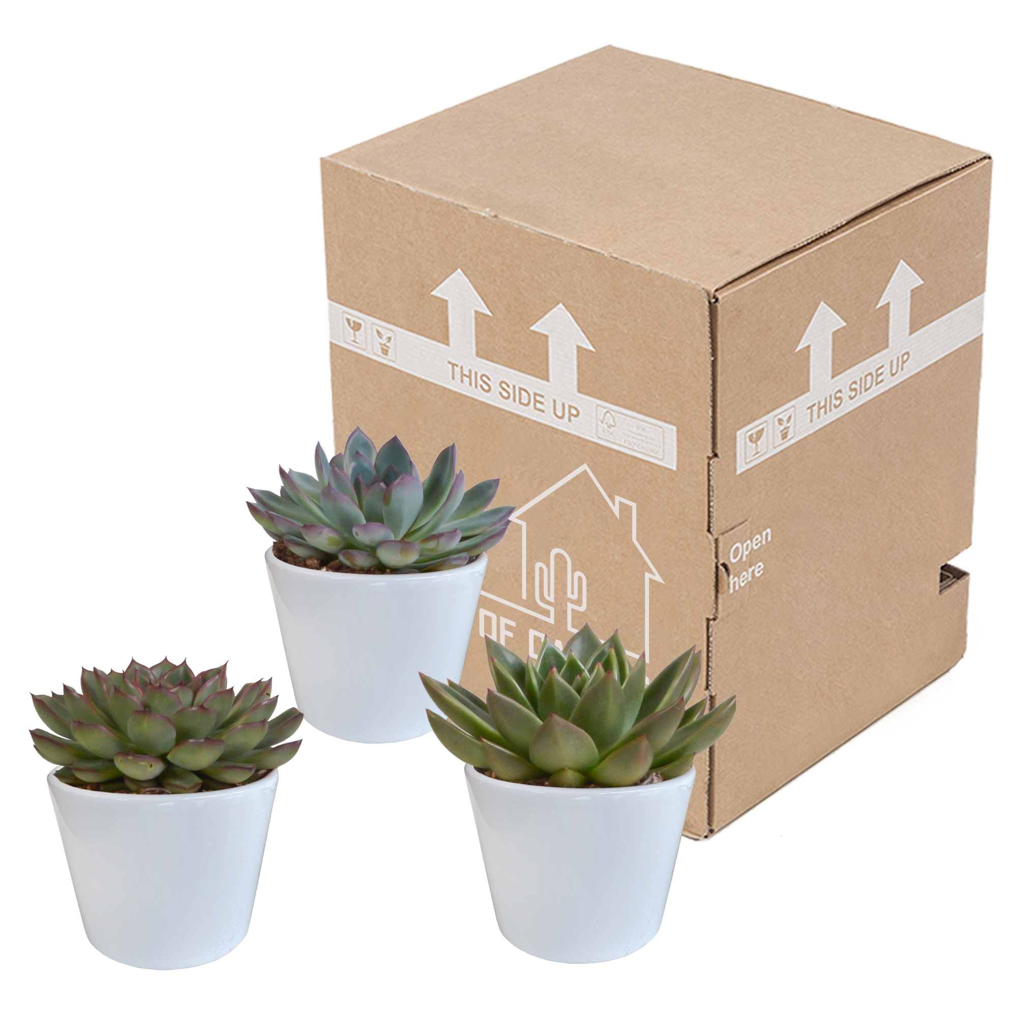 Echeveria mix 10.5 cm - 3x - in witte pot