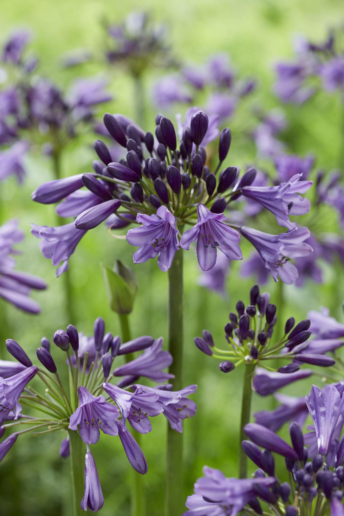 Agapanto 'Poppin Purple' - Ø19 cm - ↕30 cm