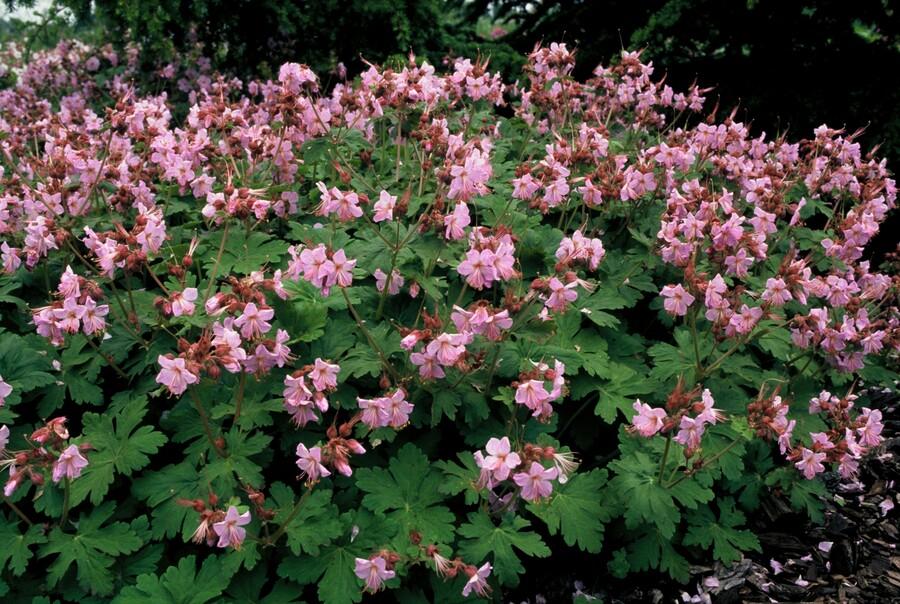 12x Géranium macr. «Le Var d'Ingwersen.» - ↕10-25cm - Ø9cm
