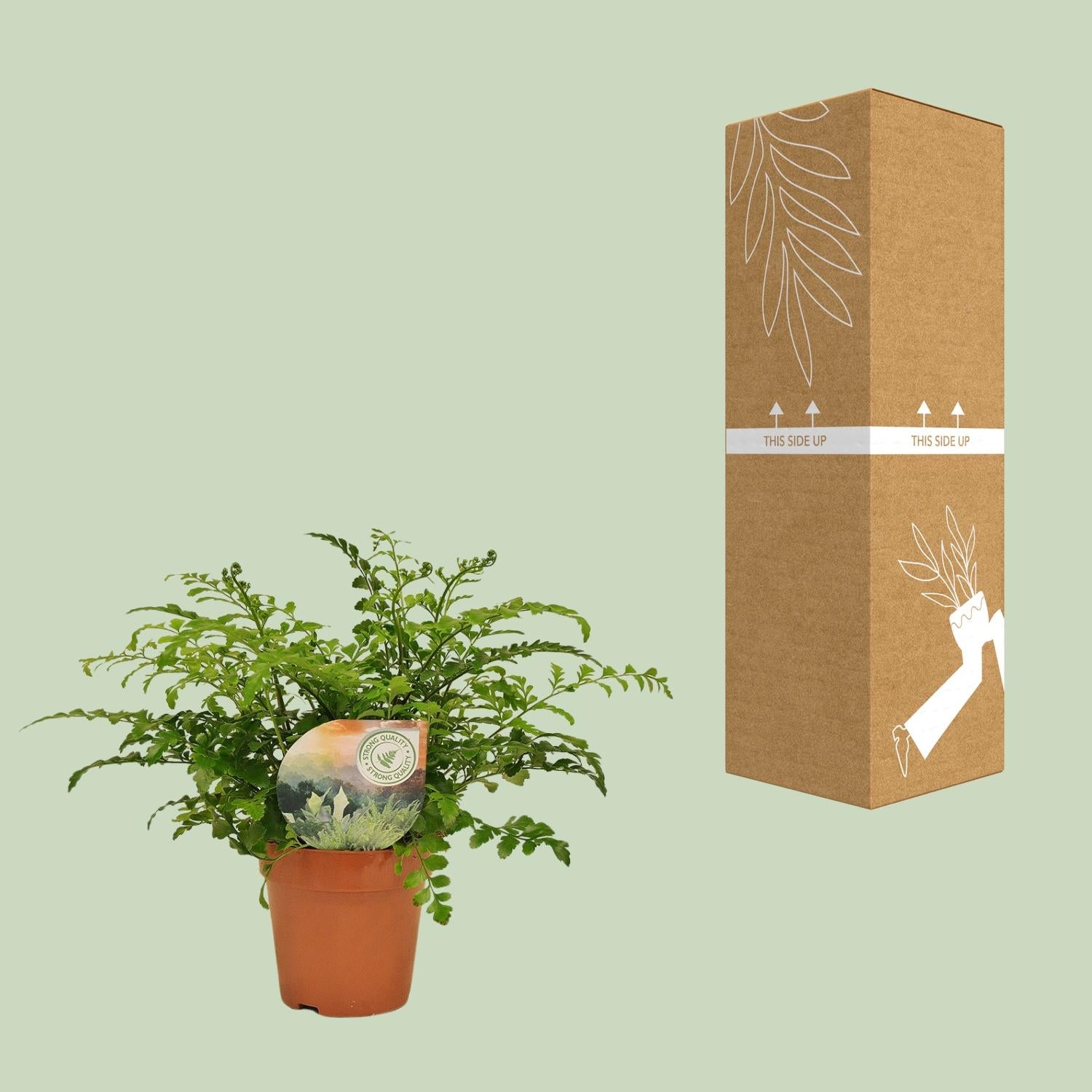 Asplenio Parvati - Ø12cm - ↕35cm