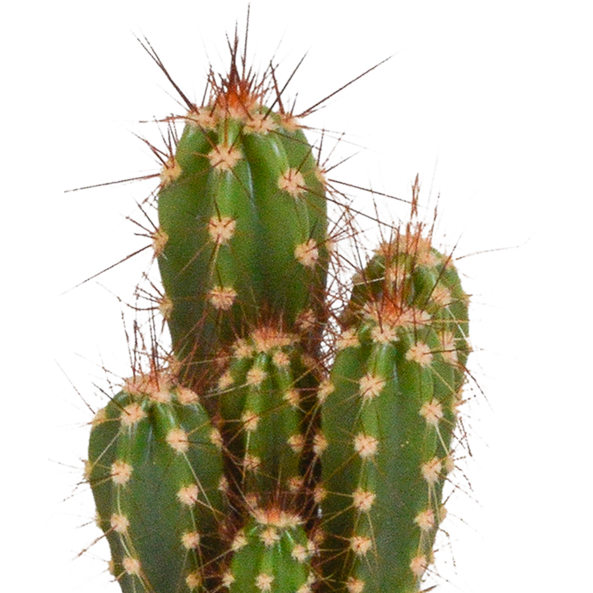 Cactus mix 5.5 cm - 5x - in white pot