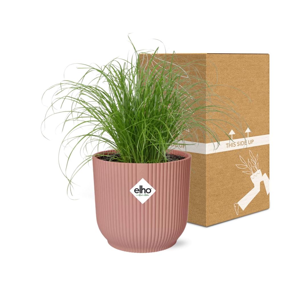 Cyperus Alternifolius Zumula en ELHO Vibes Fold 14cm rose
