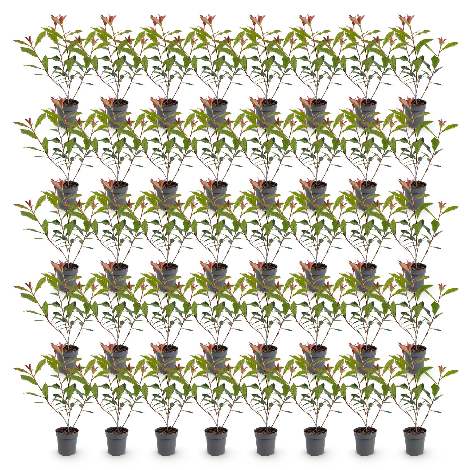 Photinia fraseri Carre Rouge - Glansmispel 40x - Haagplanten - Groenblijvend - Rood - Pot 9cm - Hoogte 25-35cm