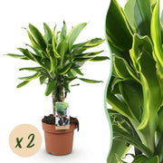 Dracaena fragrans Golden Coast - Drakenbloedboom - Weinig onderhoud - Groen - 2 Planten - Pot 17cm - Hoogte 50-55cm