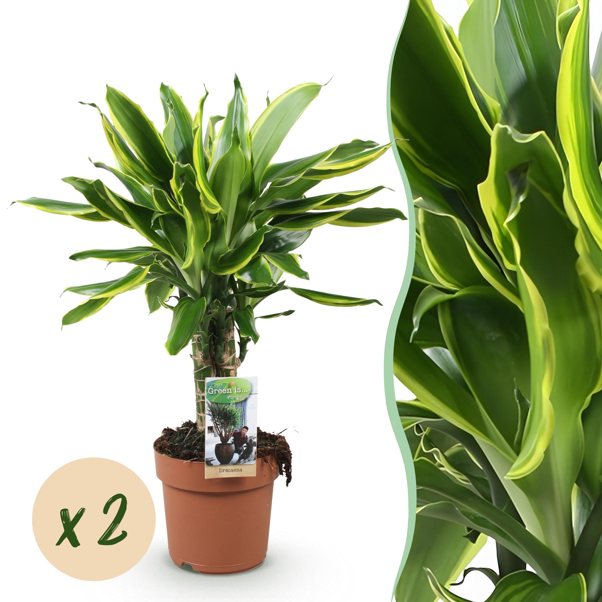 Dracaena fragrans Golden Coast - Drakenbloedboom - Weinig onderhoud - Groen - 2 Planten - Pot 17cm - Hoogte 50-55cm