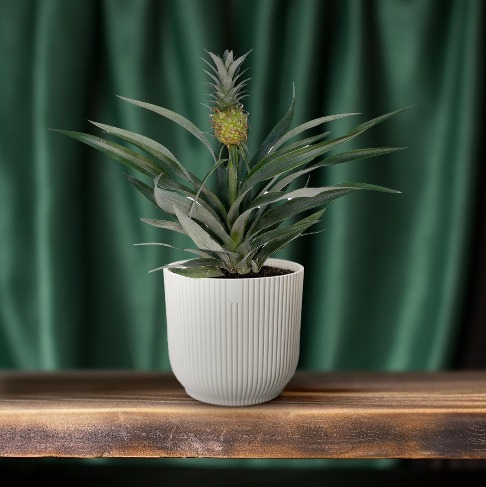 Bromelia Pineapple - Ø12cm - ↕30cm