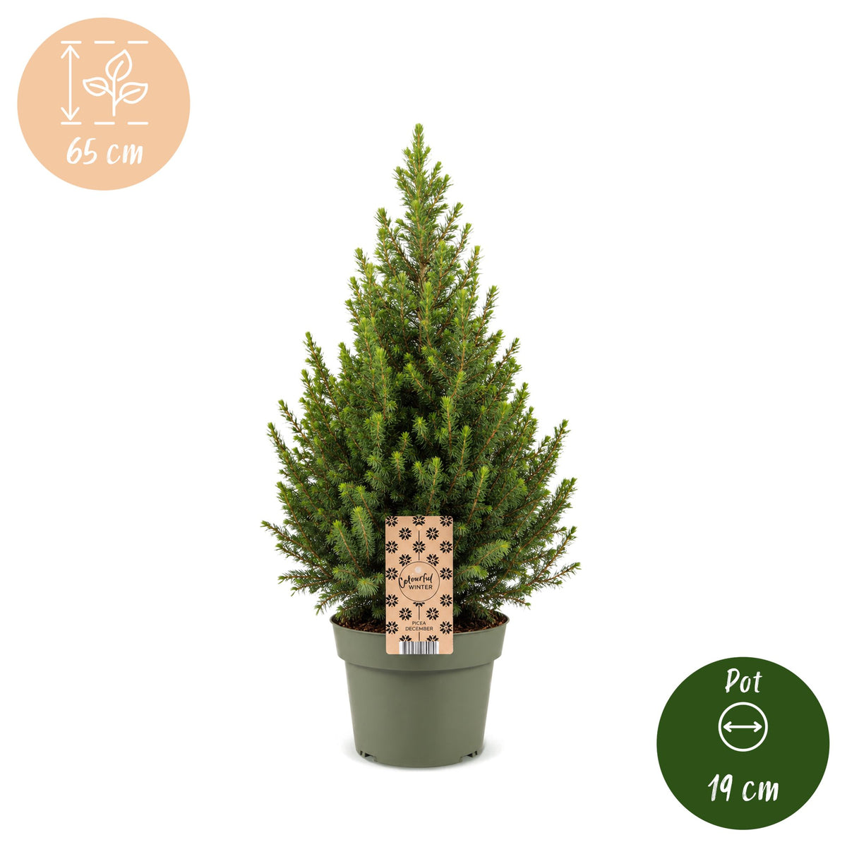 Picea glauca Conica - Kegelspar - Groen - Kerstboom - Ø19cm - ↕65cm
