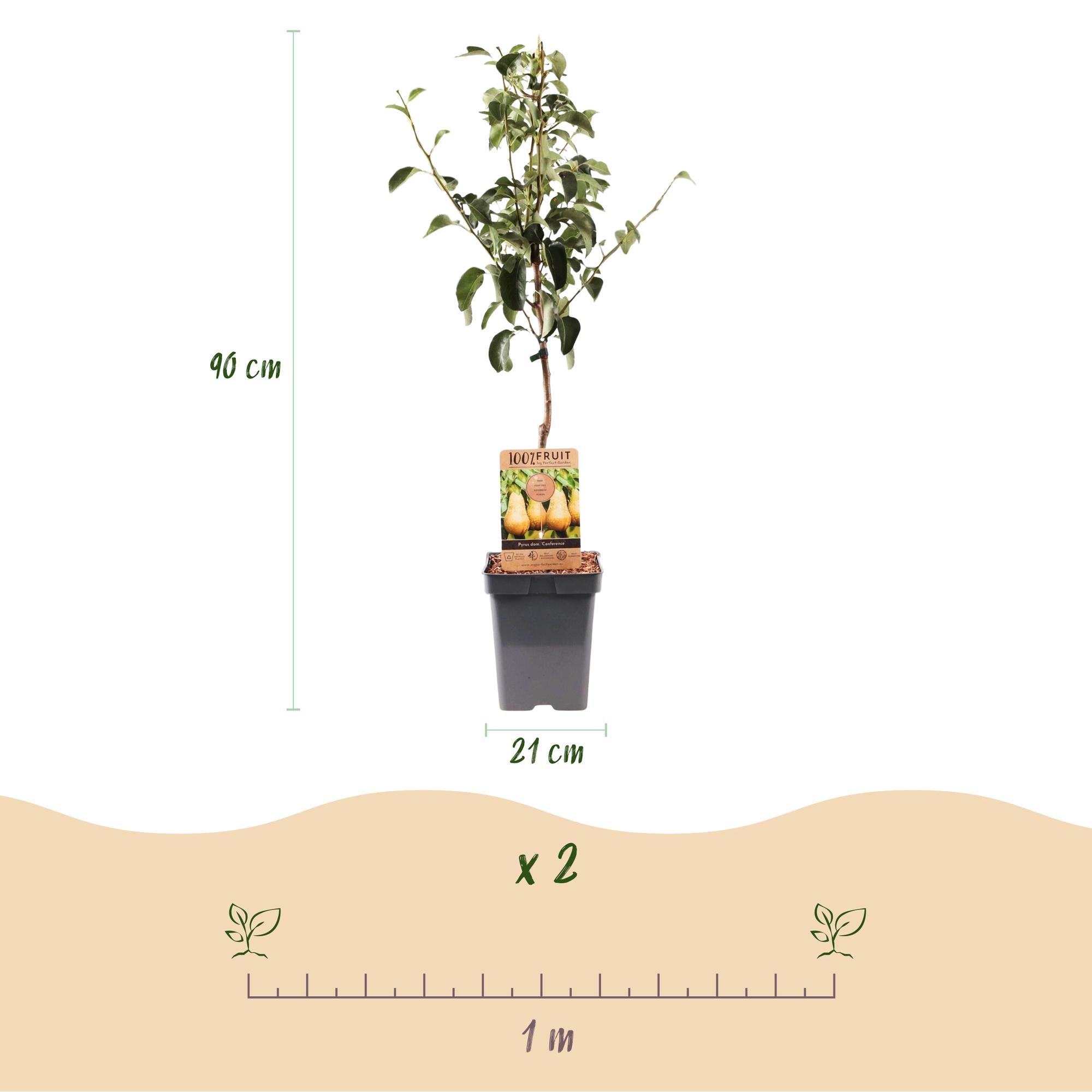 Perenboom - Pyrus communis Conference  - Gele Peer - Pot 21cm Hoogte 90cm