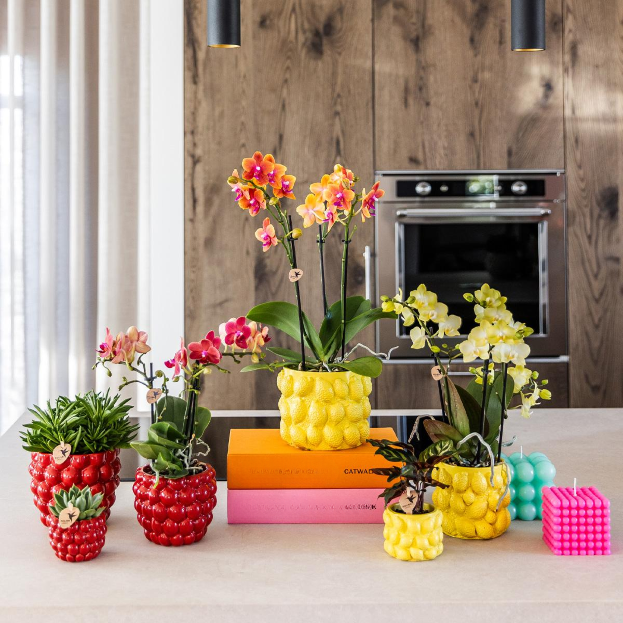 Kolibri Orchids | Orquídea Phalaenopsis roja – Congo + Maceta decorativa Berry – Tamaño de la maceta: Ø9cm | Planta de interior con flor en maceta - recién salida del vivero