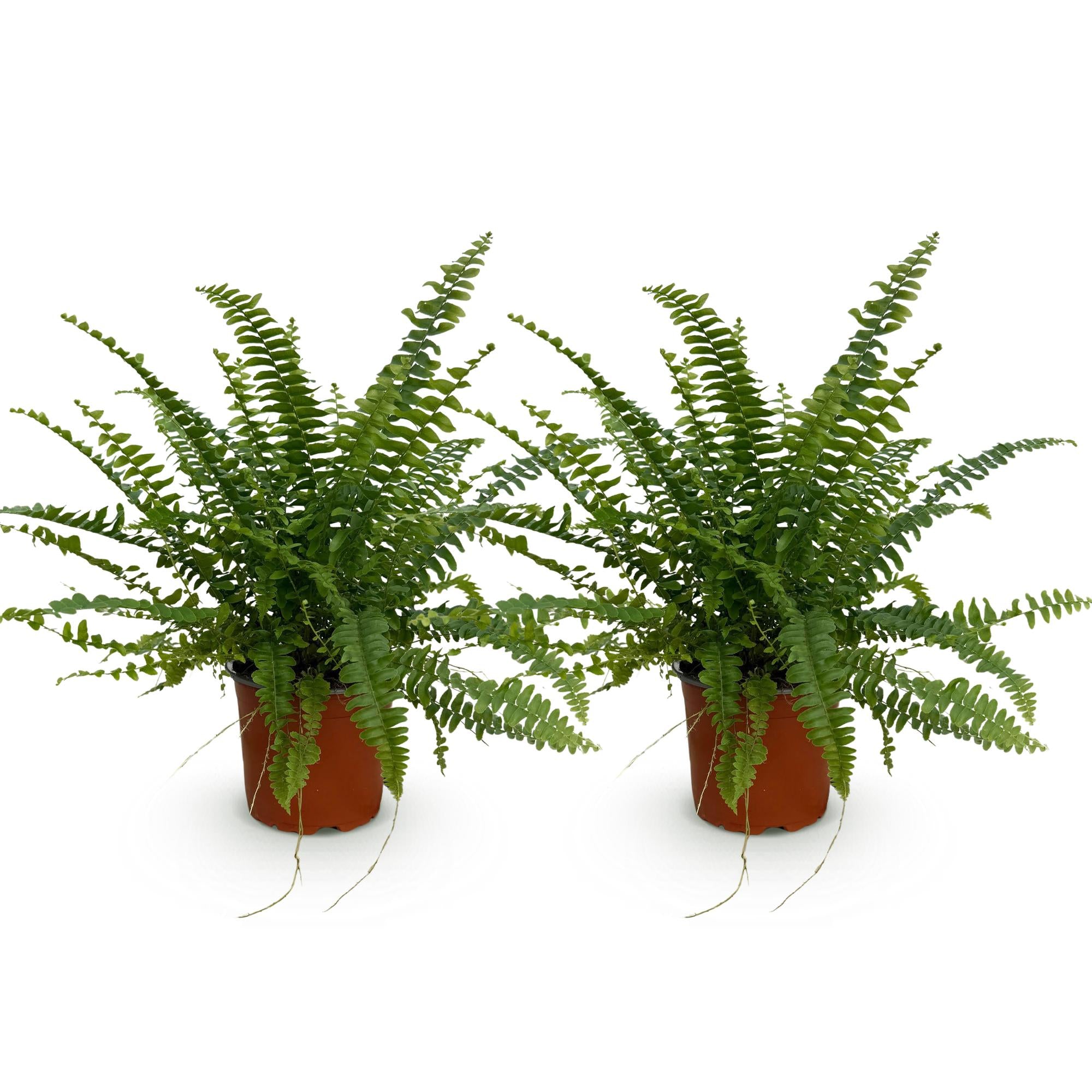 Nephrolepsis exaltata Green Lady - Varen - Huisdiervriendelijk - Groen - 2 Planten - Pot 12cm - Hoogte 28-30cm