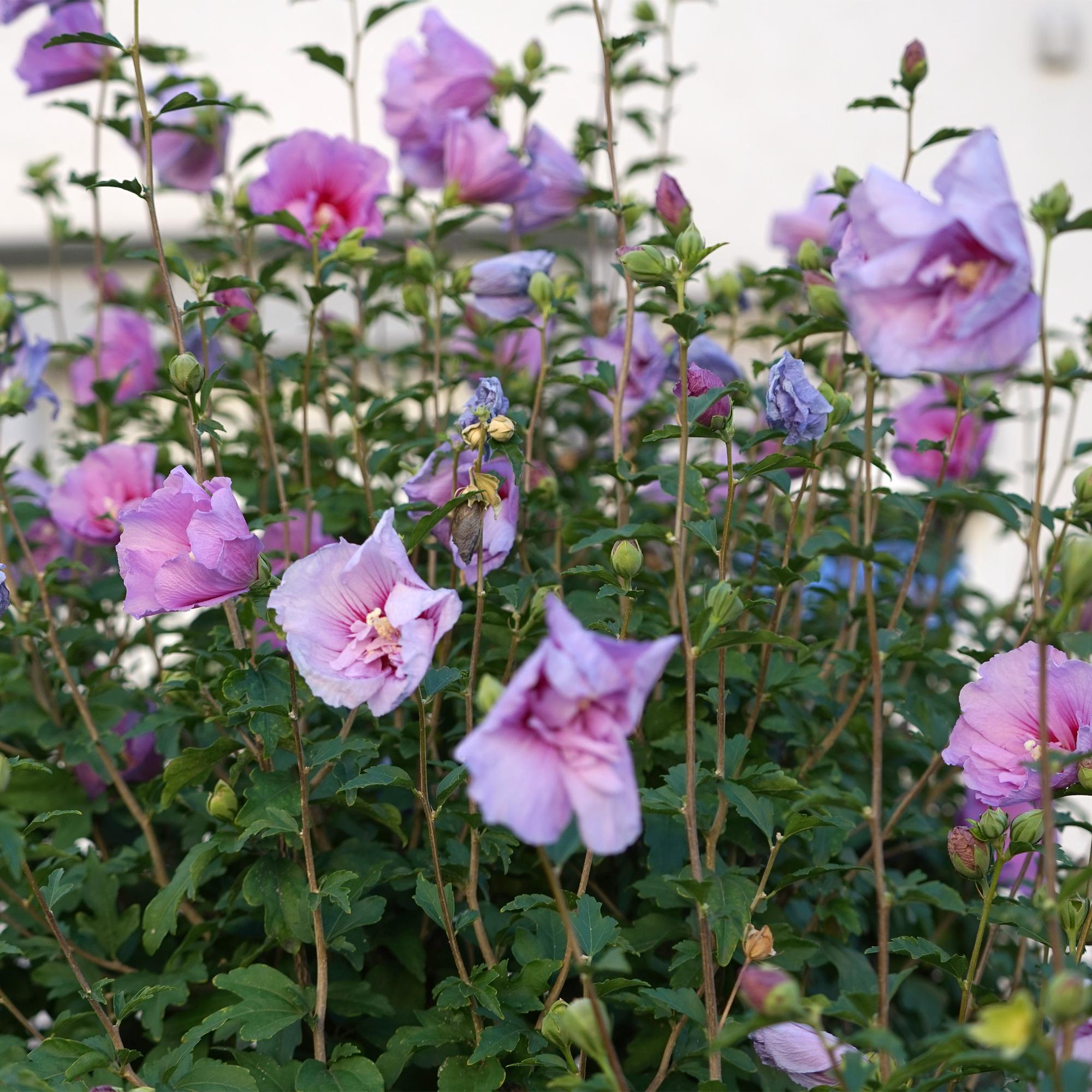 Green boutiQ - Pianta su stelo - Hibiscus syriacus Lavendor Chiffon® - Pianta da patio - Decidua - Resistente all'inverno - Fiore viola - Vaso 19 cm Altezza 90 cm