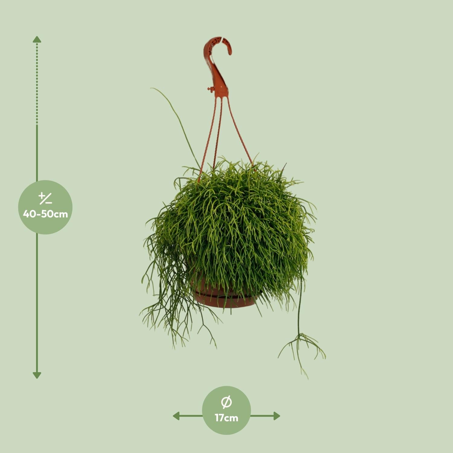 Rhipsalis Cassutha – Ø17cm – ↕45cm