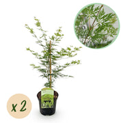 Green boutiQ - Pianta da patio - Acero giapponese - Acer palmatum Emerald Lace - Verde - 2 piante - Decidua - Vaso 19 cm Altezza 70 cm