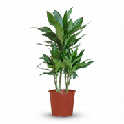 Drakenbloedboom Janet Craig - Dracaena Janet Craig - Groen - Weinig onderhoud - 1 Plant - Pot 21cm - Hoogte 90 - 100cm