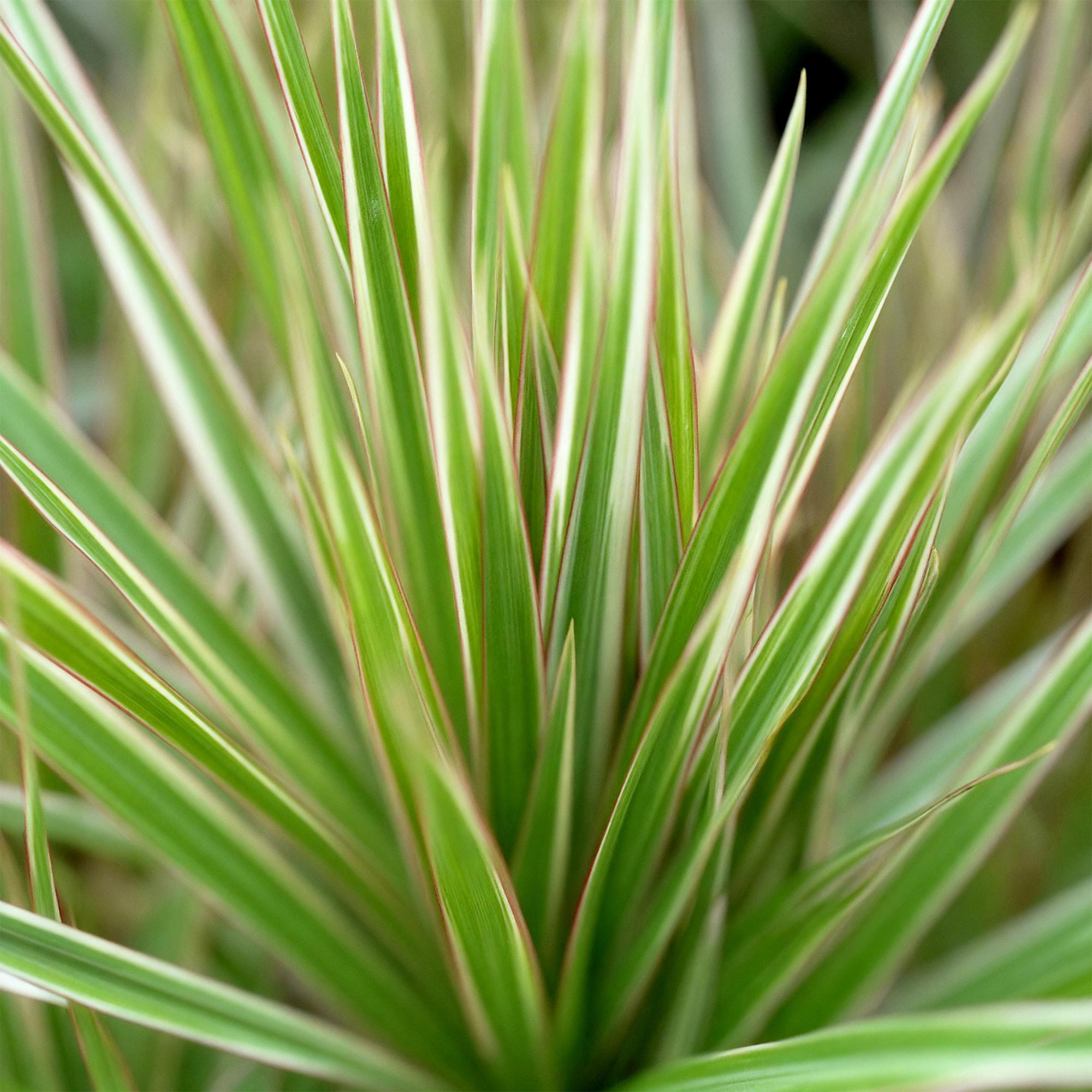 Dracaena Marginata Bicolor - Drakenbloedboom - Weinig onderhoud - Groen - 2 Planten - Pot 17cm - Hoogte 70-75cm