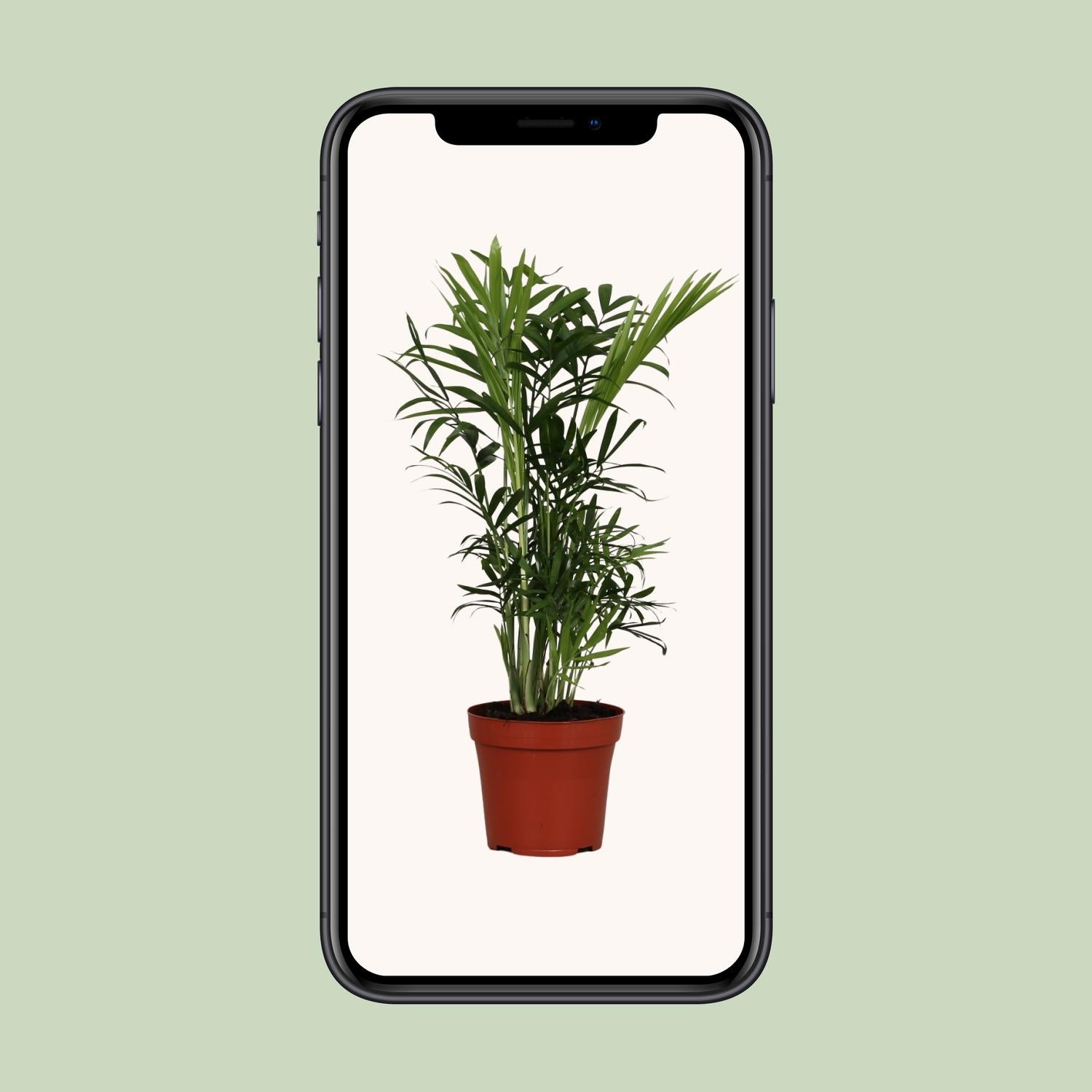 Chamaedorea Elegans – Ø12cm – ↕40cm